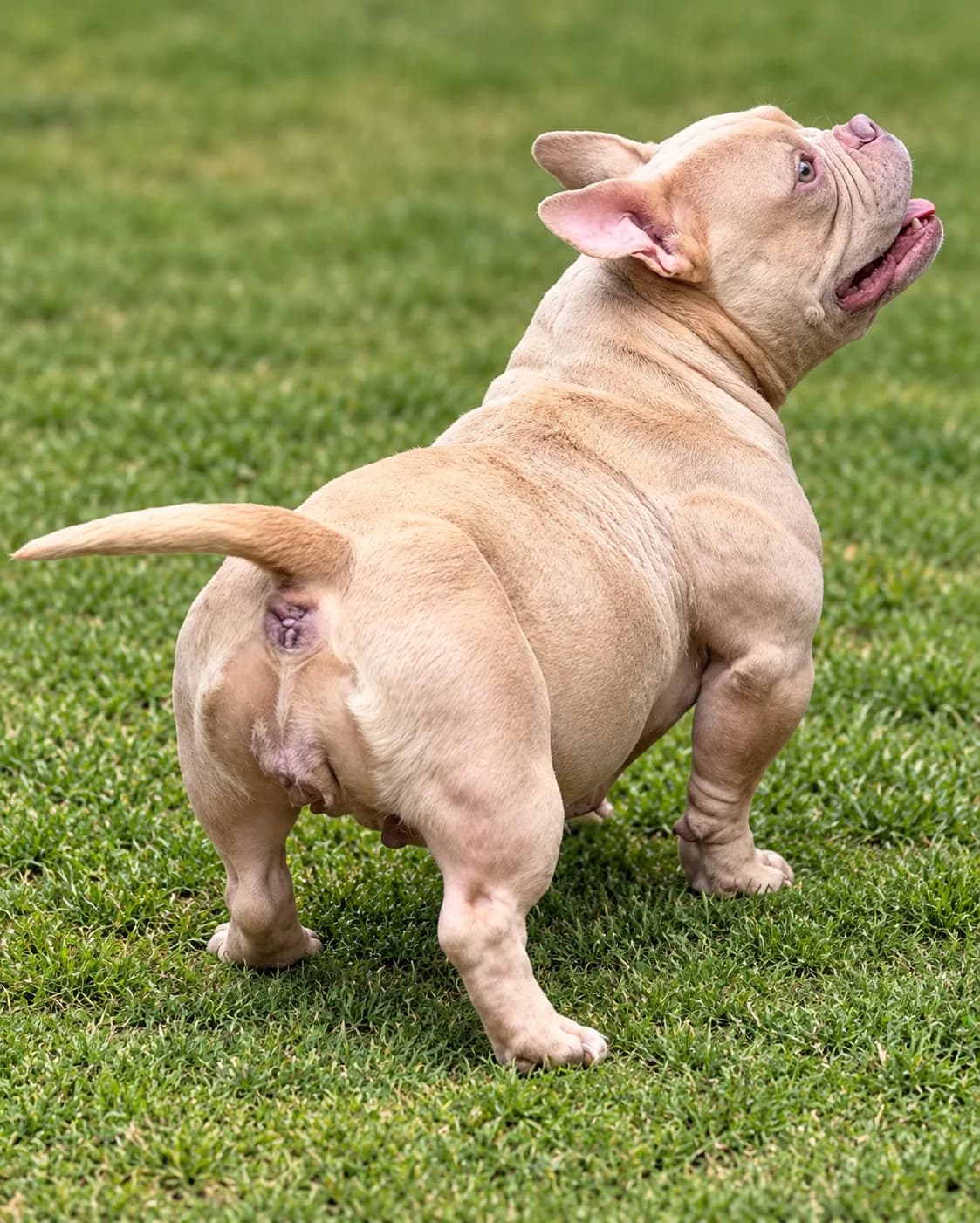 Purple - Cão do plantel do canil TK2 Bullies