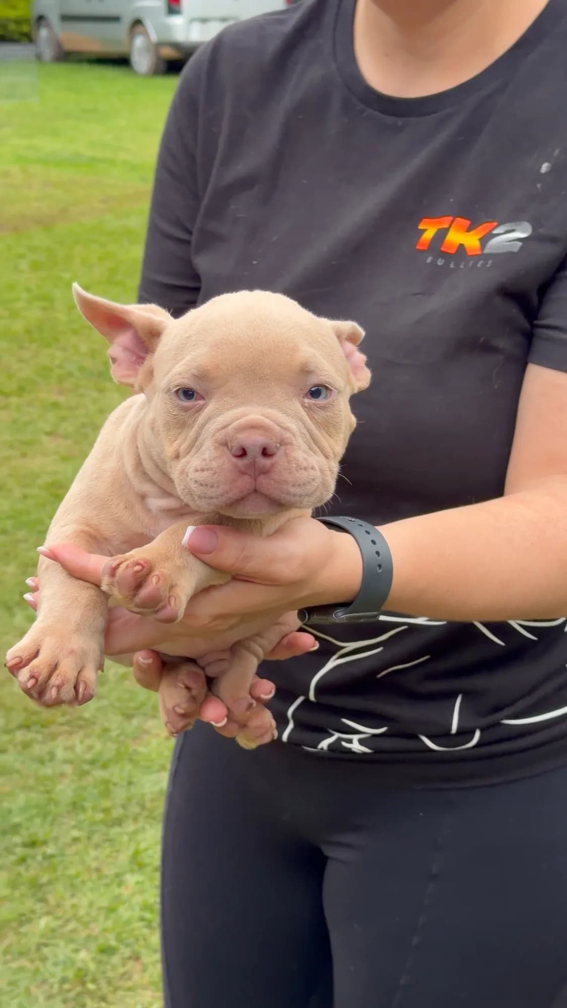 Filhote de American Bully do canil TK2 Bullies