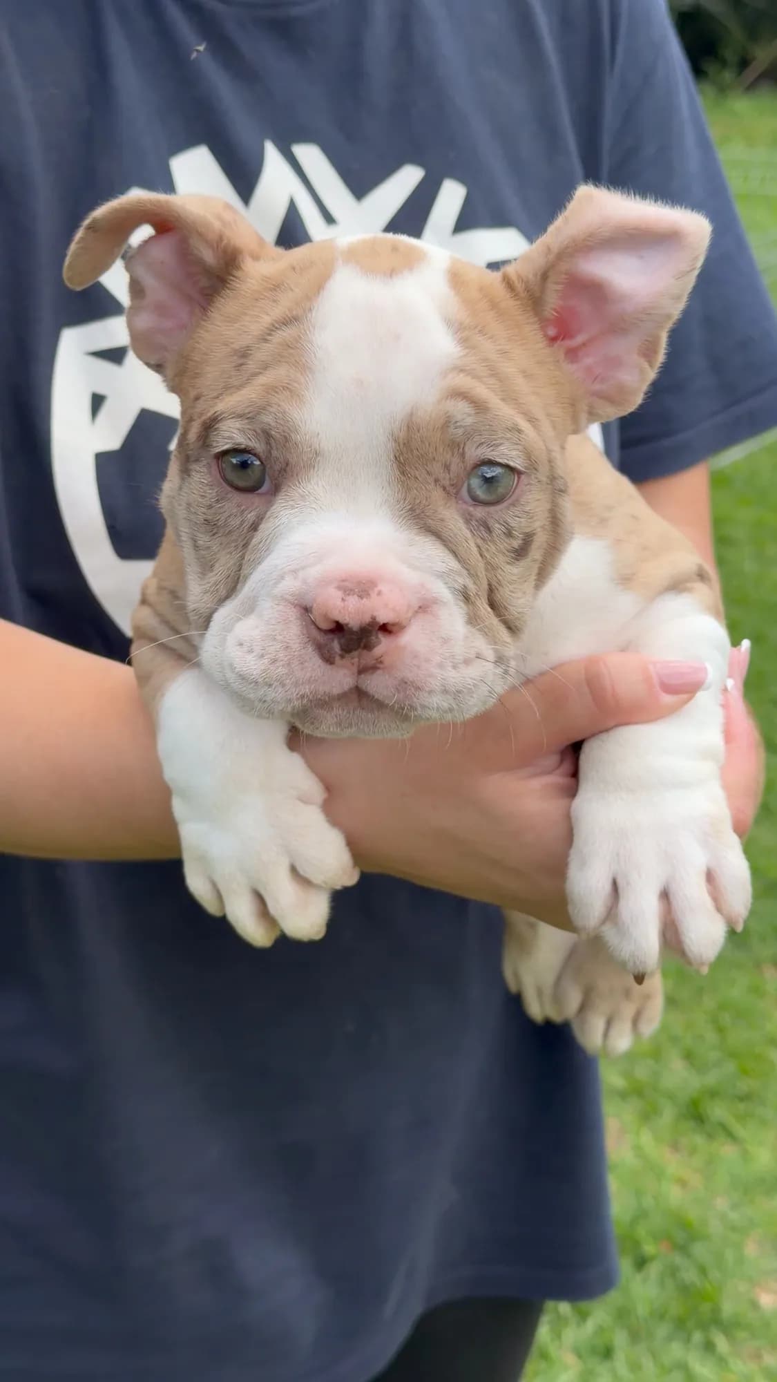 Filhote de American Bully do canil TK2 Bullies