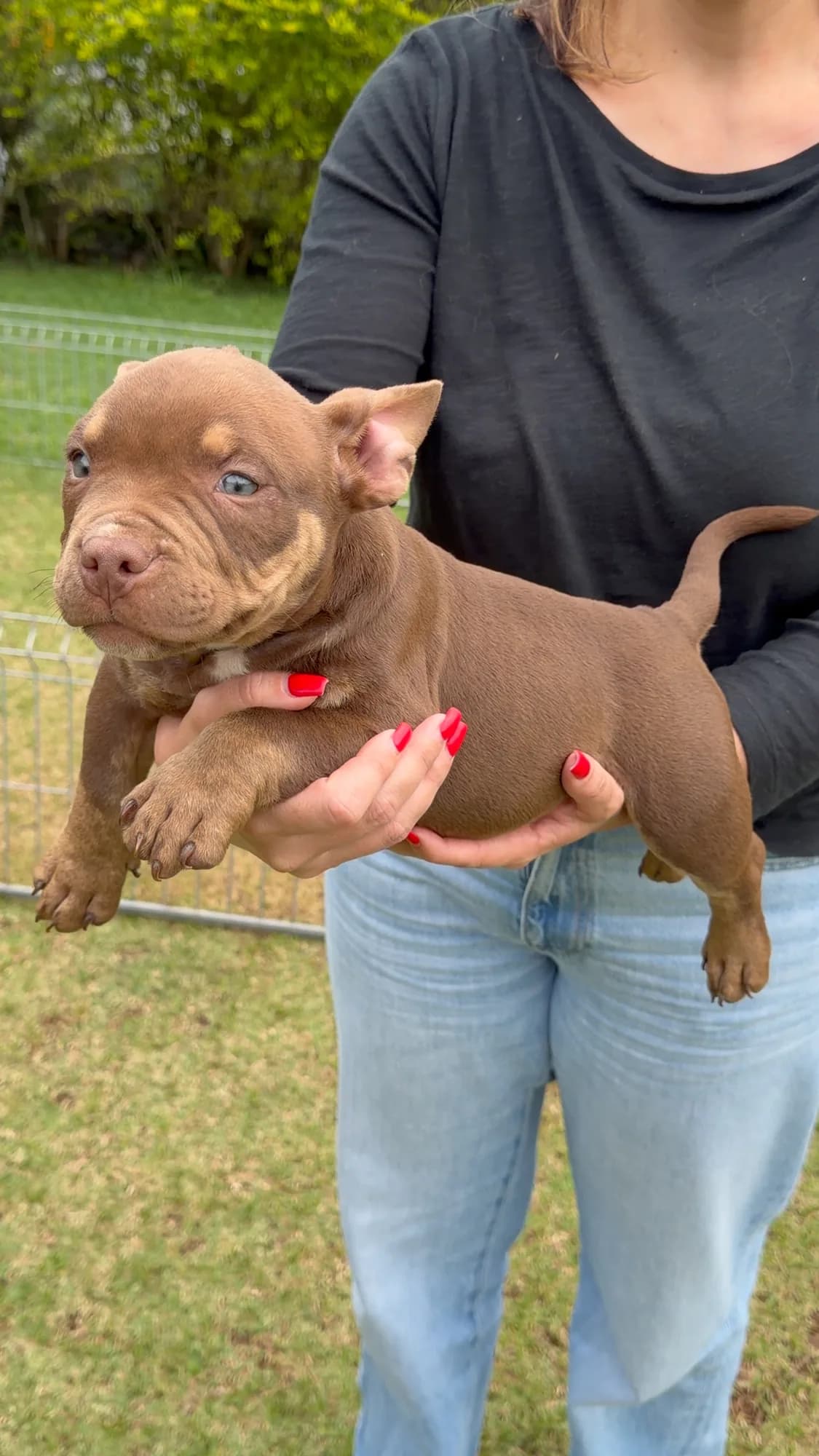 Filhote de American Bully do canil TK2 Bullies