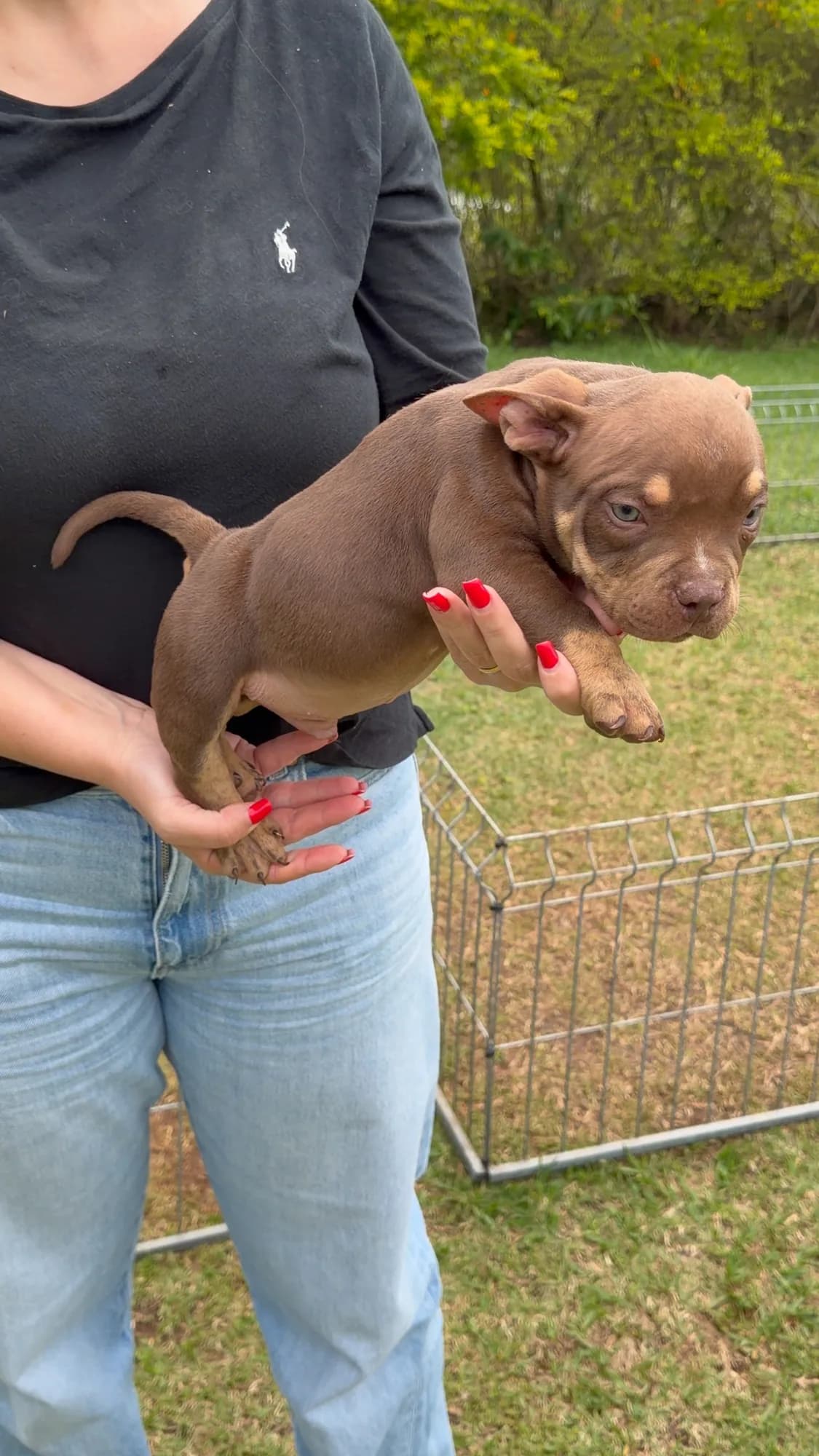 Filhote de American Bully do canil TK2 Bullies