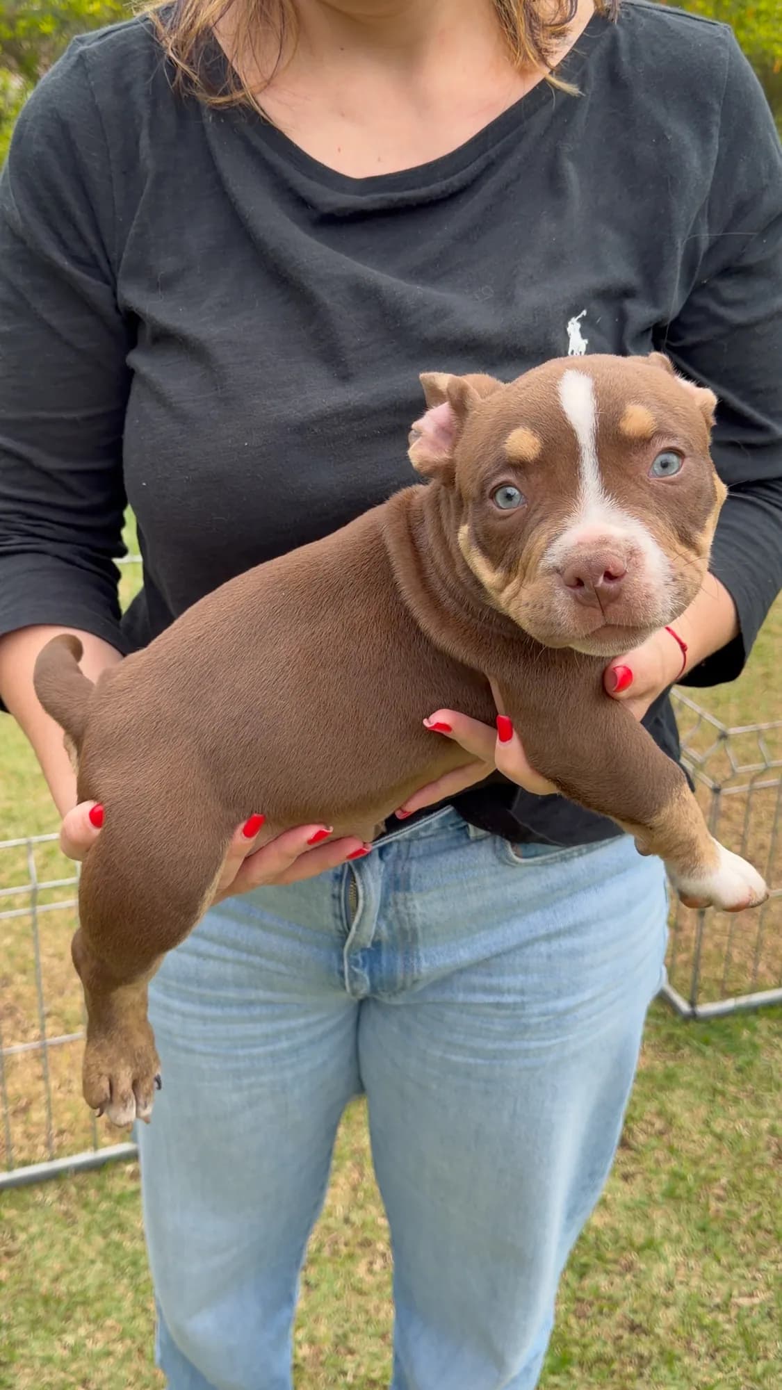 Filhote de American Bully do canil TK2 Bullies