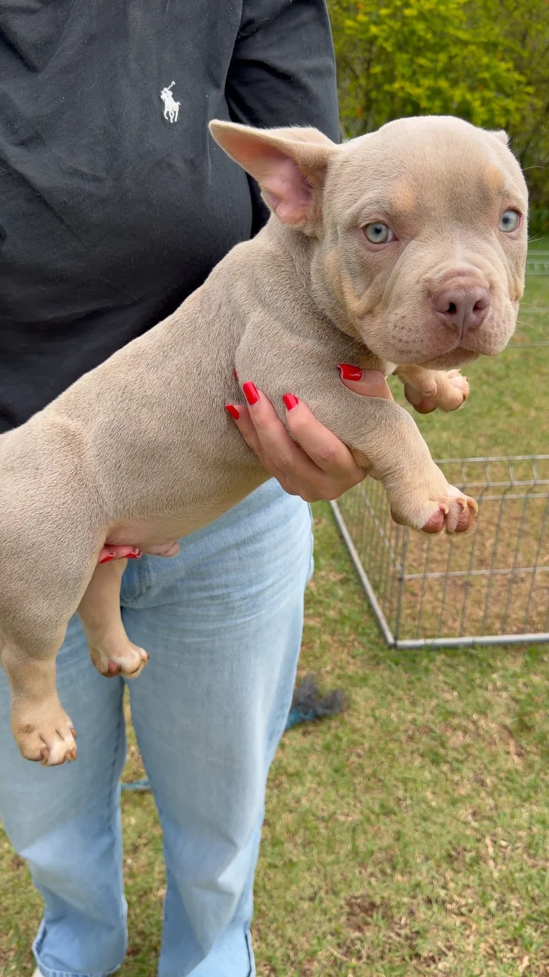 Filhote de American Bully do canil TK2 Bullies