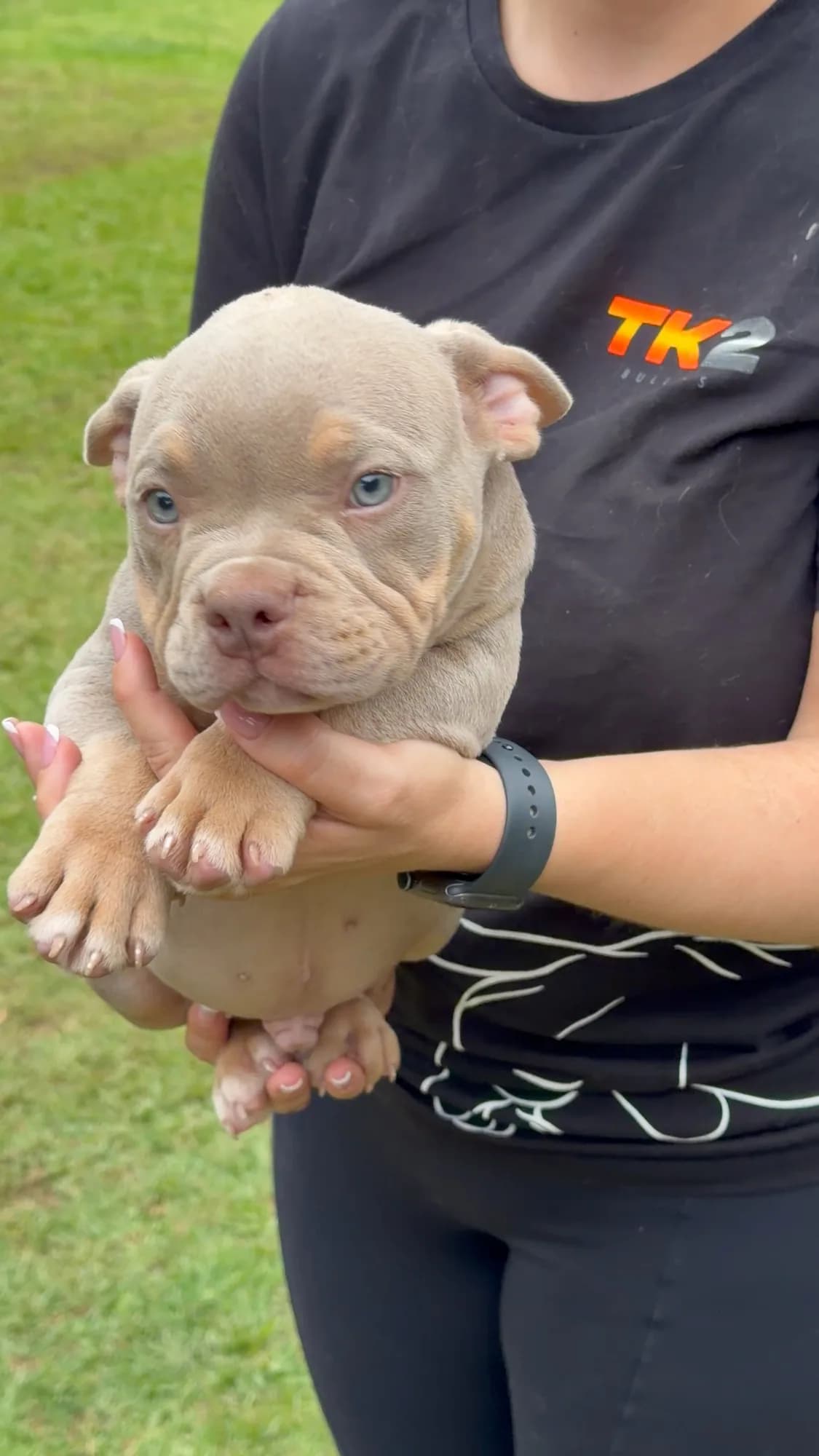 Filhote de American Bully do canil TK2 Bullies