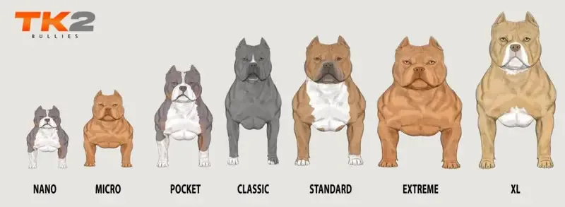 Tamanho dos American Bully