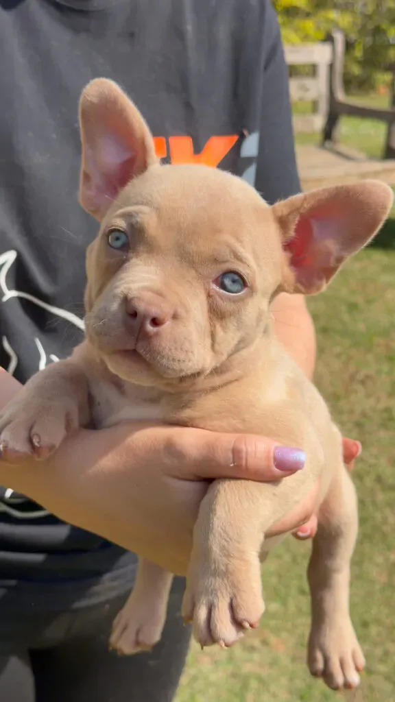 Filhote de American Bully Micro, fêmea, disponível no canil TK2 Bullies