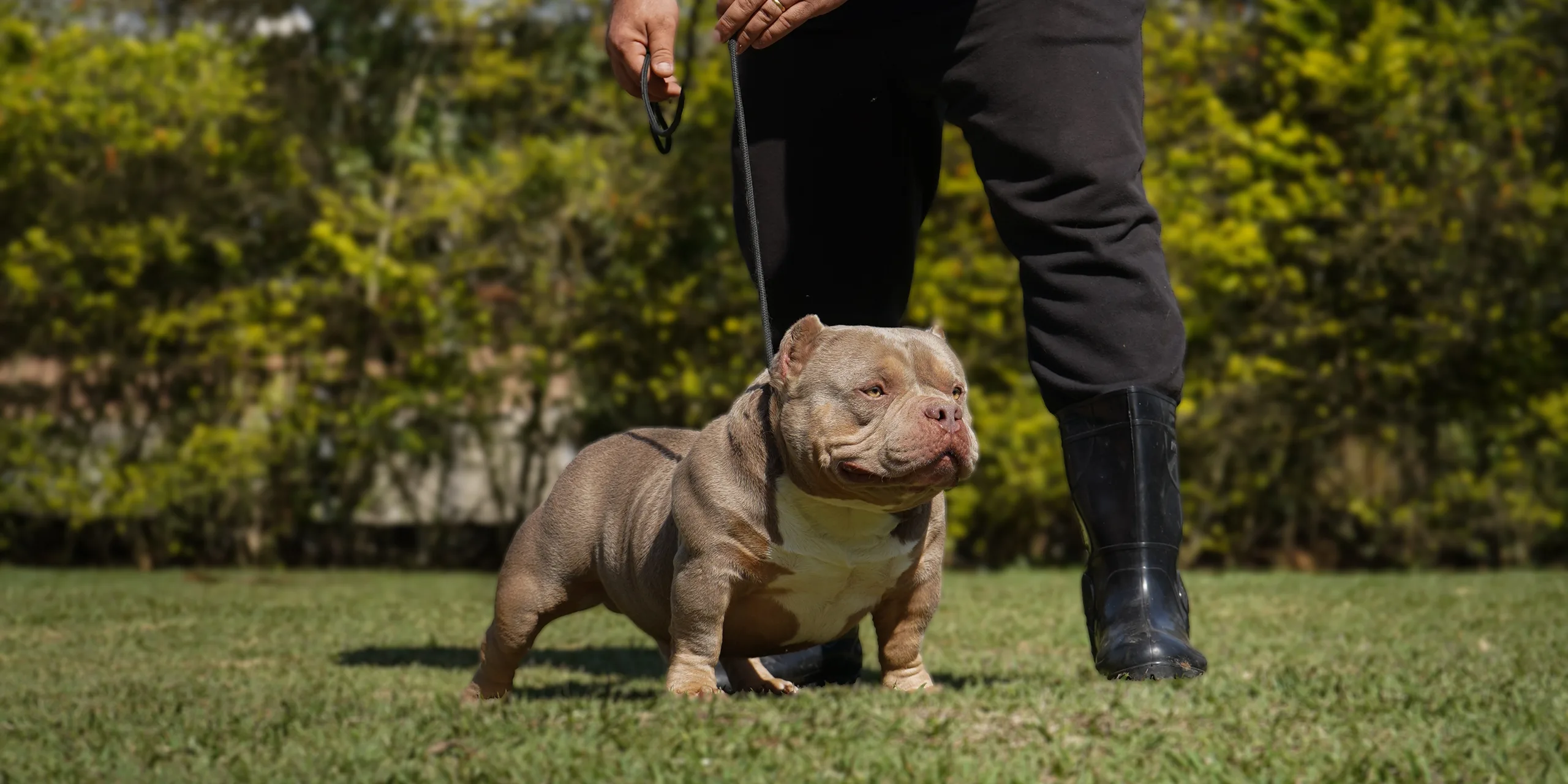 American Bully Micro do canil TK2 Bullies em pose, ao lado do criador