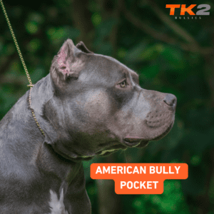 American Bully Pocket