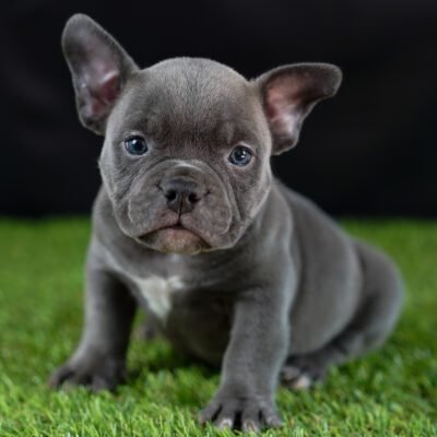 Filhote de American Bully Micro