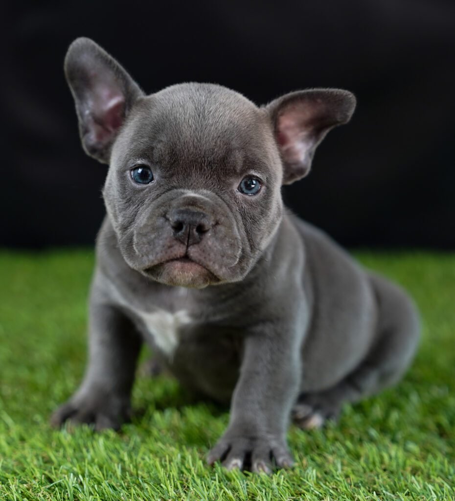 Filhote de American Bully Micro
